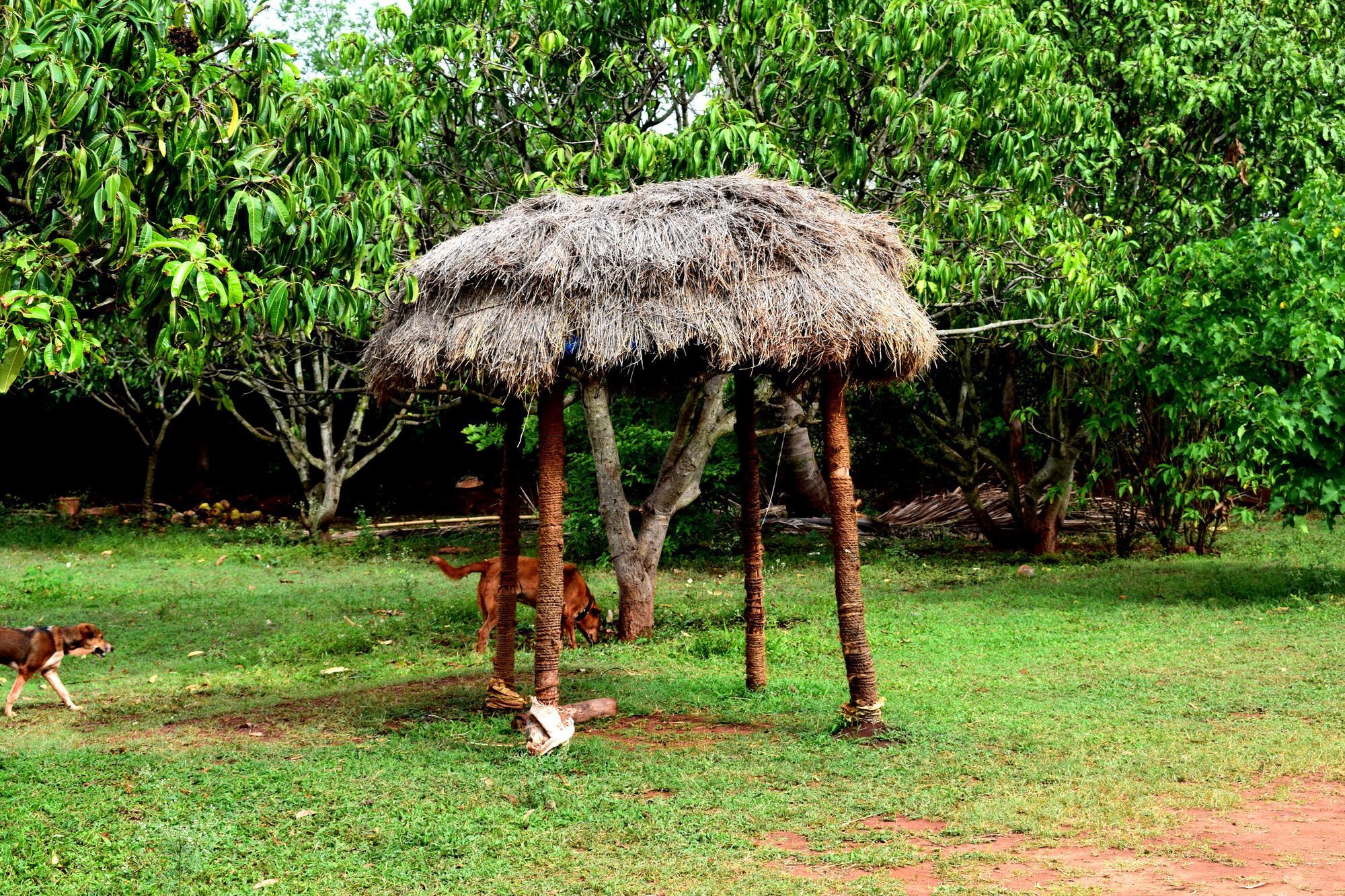 Our Native Village 3*